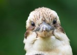 01kookaburra-face1