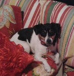 Maudie Drying off in my bed