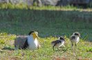 plover-with-chicks (1)
