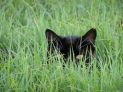 black cat stalking