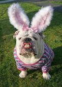 easterbulldog