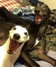 greyhounds laughing