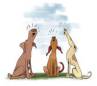 barking dogs