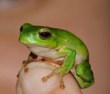 tinyfrog